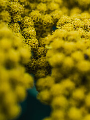 Close up of a yellow flower