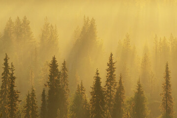 Conifer tree tops in a misty valley on an early summer morning in Salla National Park, Northern FInland
