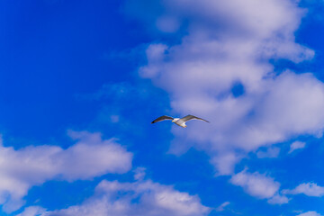 seagull in flight