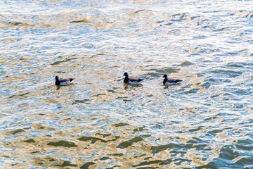 ducks in the lake