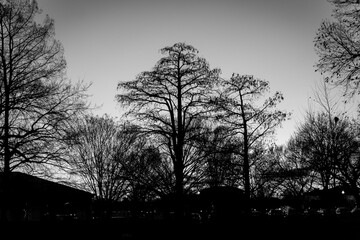 silhouette of a tree