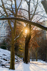 sunset over the tree in new york