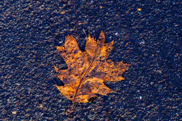 autumn leaf on central park new york