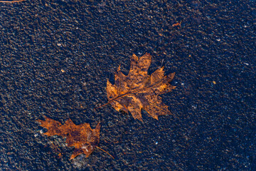 autumn leaves on the ground