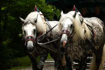 two horses in the stable