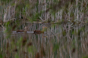 Through the Marshland