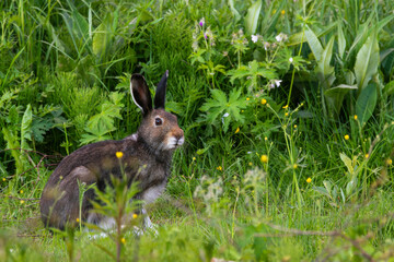 Mountain hare with a dark fur sitting in the middle of lush plants on a summer day near Kuusamo, Northern Finland	