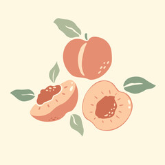 Set of peaches vector with leaves. Half, slice and whole shape of peach, nectarine, apricot. Peaches isolated. Flat design of peaches illustration for fabric, paper, wallpaper, cover, interior decor