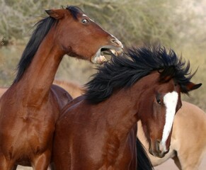 Wild Stallions Sparring in Desert 