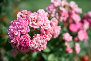 Pink roses blooming in ornamental flower garden