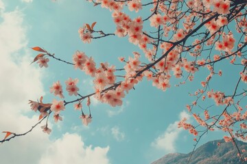 Beautiful sakura cherry blossom wallpaper with blue sky and mountain 
