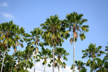 Naklejka premium Palm tree with blue sky, Tropical plant, summer season
