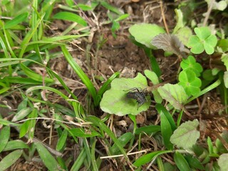 Black ant transports a deceased insect across a leaf. It can easily carry ten times its own weight.  A stark reminder of the food chain at work in the natural world.