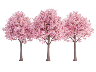 Cherry blossom tree in transparent background