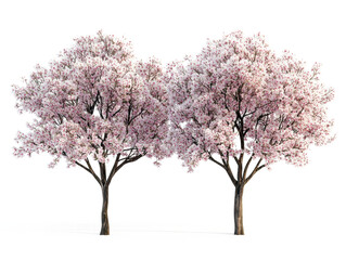 Naklejka premium Cherry blossom tree in transparent background