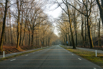 Fototapeta premium Country road through woodland forest in Dutch landscape with mist fog. Winter wonderland weather conditions.