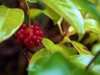 雨の12月に実った赤くて可愛らしいサネカズラの実