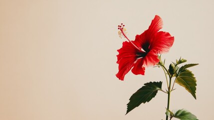 A bold red hibiscus set against a soft beige background, close-up shot, Minimalist style