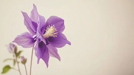 Obraz premium A bright purple columbine against a soft taupe background, close-up shot, Minimalist style