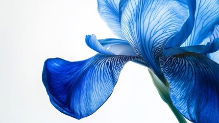 A close-up of a blue iris with intricate veining on its petals, isolated white background, minimalistic art style