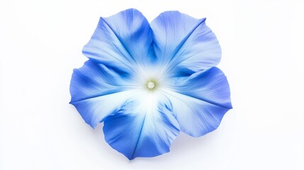 A close-up of a bright blue morning glory with trumpet-shaped petals and a white center, isolated white background, minimalistic art style