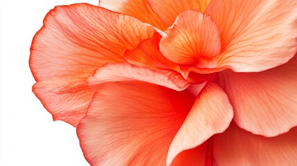 Fototapeta premium A close-up of a bright coral begonia with its lush, layered petals and vivid color, isolated white background