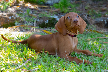 Hungarian Vizsla puppy dog lying on the grass