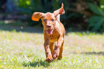 Hungarian Vizsla puppy dog running on grass with ears flapping 