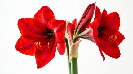 Obraz premium A close-up of a bright red amaryllis with its bold, trumpet-shaped flowers and striking color, isolated white background