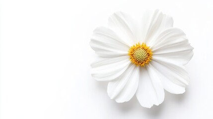 Obraz premium A close-up of a bright white cosmos with its daisy-like blooms and clean, crisp color, isolated white background