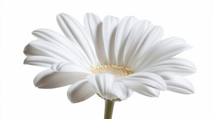 A close-up of a bright white daisy with its simple, rounded petals and fresh color, isolated white background