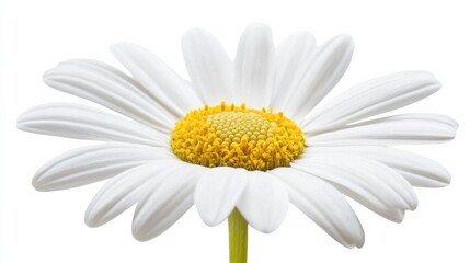 A close-up of a bright white daisy with its simple, rounded petals and fresh color, isolated white background