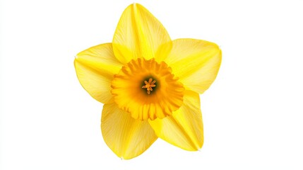 Fototapeta premium A close-up of a bright yellow daffodil with its trumpet-shaped flowers and vivid color, isolated white background, minimalistic art style