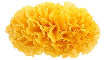 A close-up of a bright yellow marigold with its densely packed, ruffled petals and vivid color, isolated white background