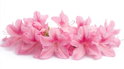 Fototapeta premium A close-up of a cluster of pink azalea flowers with their vibrant hues, isolated white background, minimalistic art style