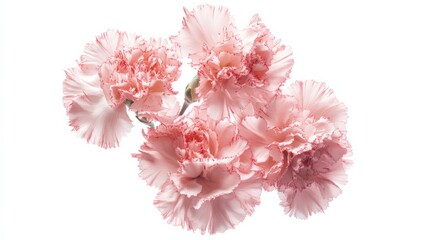 Fototapeta premium A close-up of a cluster of pink carnation flowers with their ruffled petals, isolated white background, minimalistic art style
