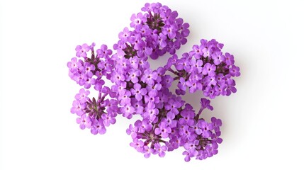Obraz premium A close-up of a cluster of purple verbena flowers, isolated white background, minimalistic art style