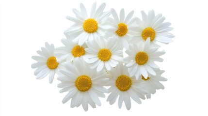 Fototapeta premium A close-up of a cluster of white daisy flowers with yellow centers, isolated white background, minimalistic art style
