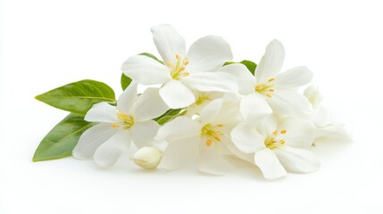 Fototapeta premium A close-up of a cluster of white jasmine flowers, isolated white background, minimalistic art style