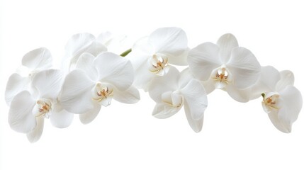 A close-up of a cluster of white orchid flowers with their exotic shapes, isolated white background, minimalistic art style