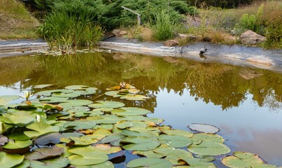 Reflection of plants and reeds on a pond with water lilies and a pigeon sitting by the edge.