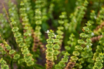 Close-up of green flowering plants (Ocimum basilicum) with small white blossoms in a garden setting.