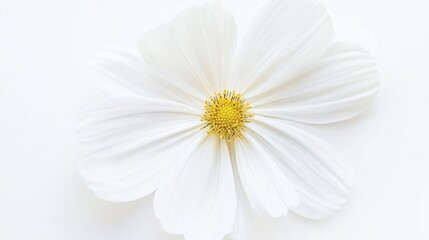 Fototapeta premium A close-up of a pure white cosmos with its delicate, feather-like petals and pristine color, isolated white background