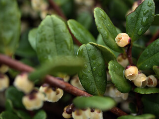 12月に咲いた小さくて可憐なハマヒサカキの花
