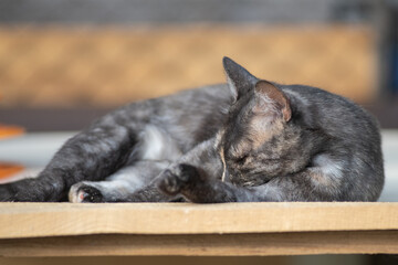 Portrait of a beautiful wild cat in summer.