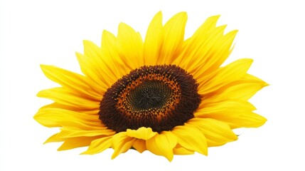 Fototapeta premium A close-up of a radiant yellow sunflower with a dark brown center and large petals, isolated white background, minimalistic art style