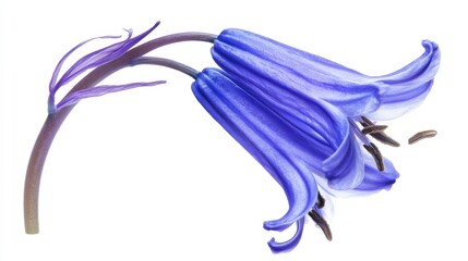 Fototapeta premium A close-up of a rich bluebell with its bell-shaped, drooping petals and deep color, isolated white background