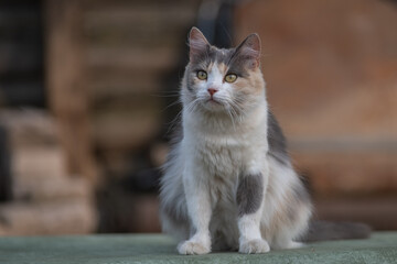Portrait of a beautiful wild cat in summer.