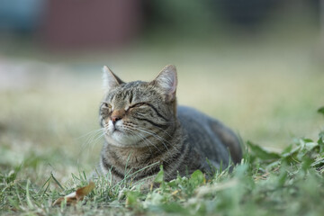 Portrait of a beautiful wild cat in summer.