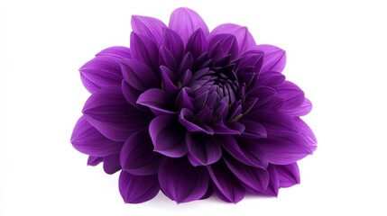 Obraz premium A close-up of a rich purple dahlia with its dense, layered petals and deep color, isolated white background